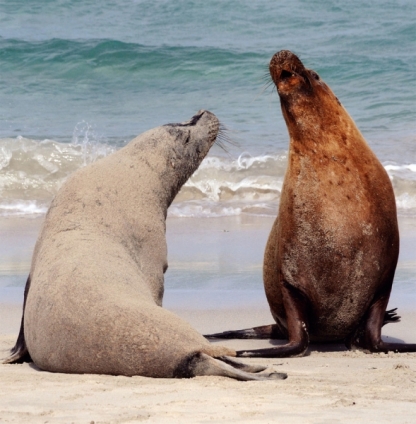 Kangaroo Island