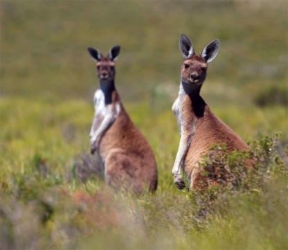 Kangaroo Island