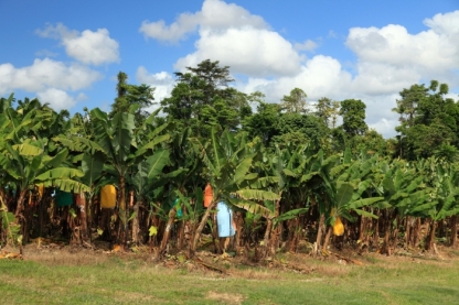 Banana plantation, Queensland