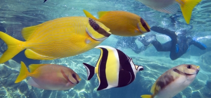 Great Barrier Reef