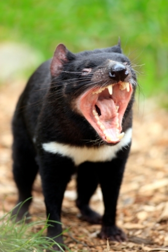 Tasmanian Devil