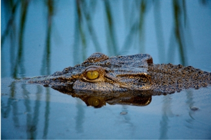 Bamurru Plains, Crocodile