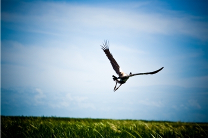 Bamurru Plains, Magpie Goose