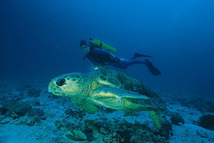 Heron Island