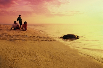 Heron Island