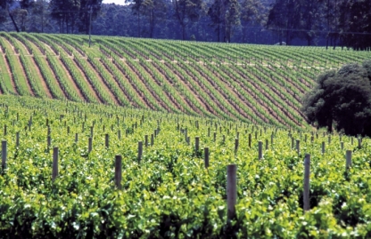 Margaret River Vineyard