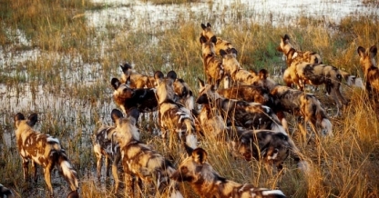 Wild dog crossing