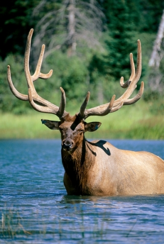 Elk, Jasper National Park