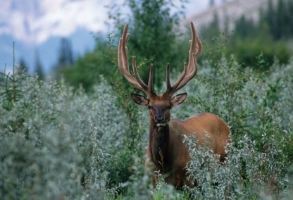 Elk, Jasper National Park