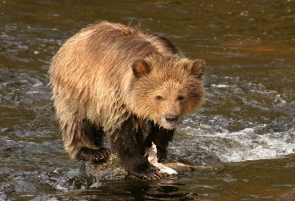 Grizzly Bear at Knight Inlet