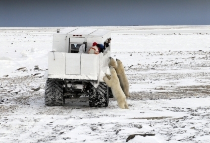 Polar Bears of Churchill - Tundra Buggy