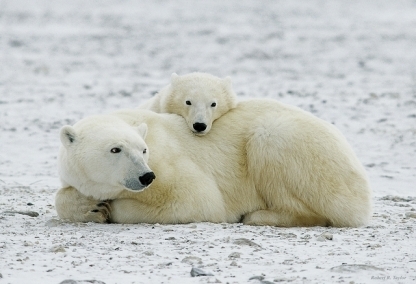 Polar Bears of Churchill