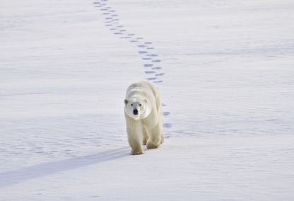 Polar Bears of Churchill