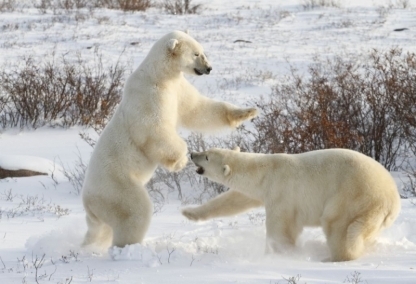 Polar Bears of Churchill
