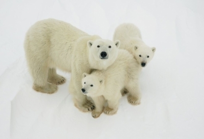 Polar Bears of Churchill