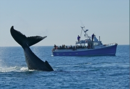 Whale-watching