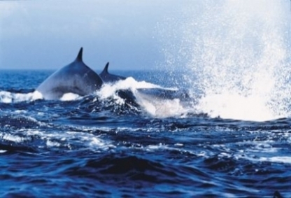 Whale-watching 