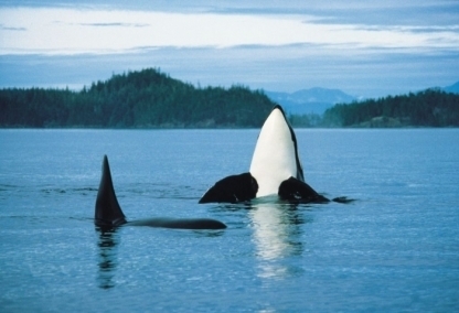 Whale-watching 