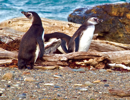 Magellanic Penguins, Otway Sound, Chile