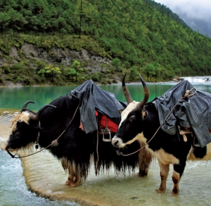 Yak