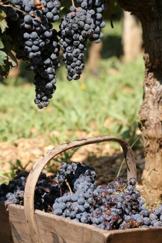 Image courtesy of Bordeaux Wine Council