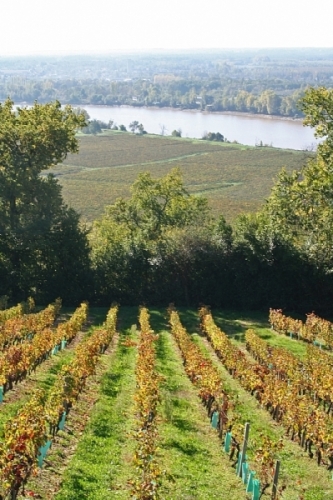 Image courtesy of Bordeaux Wine Council