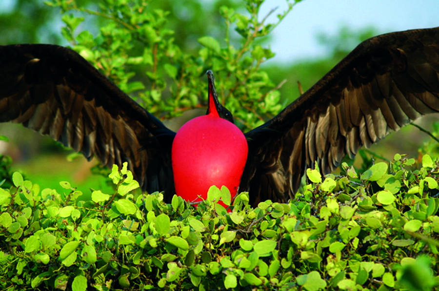 Male Frigate Bird - Galapagos Male Frigate Bird - Galapagos