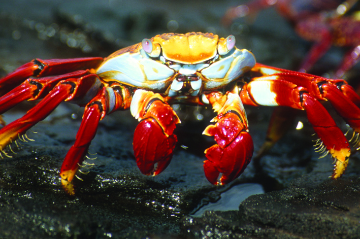 Sally Go Lightly Crab - Galapagos Sally Go Lightly Crab - Galapagos