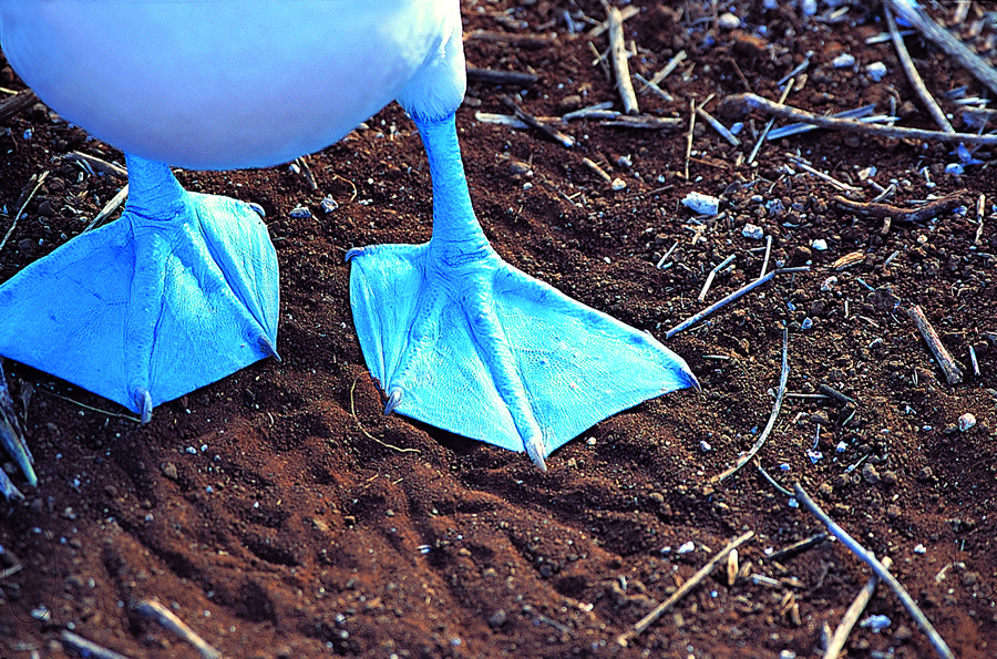 Blue Footed Boobies - Galapagos Blue Footed Boobies - Galapagos