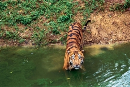 Tiger in Ranthambore National Park