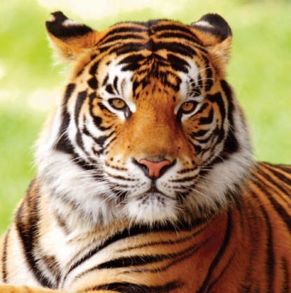 Madhya Pradesh tiger safari