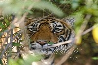 India&rsquo;s national parks