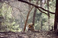 India&rsquo;s jungles and cities