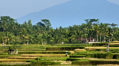 Rice fields, Uma Ubud