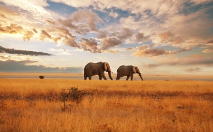A Safari to Savour