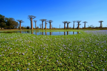 Baobab trees