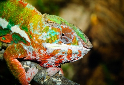 Chameleon