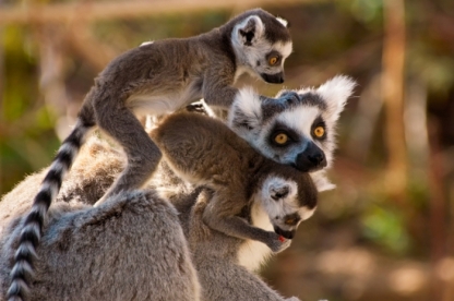 Ring-tailed lemurs