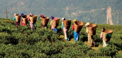 Tea Plantations Cameron Hig