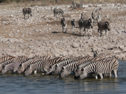 Zebra at Etosha National Park