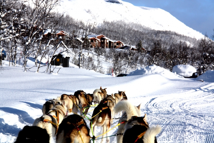 huskies