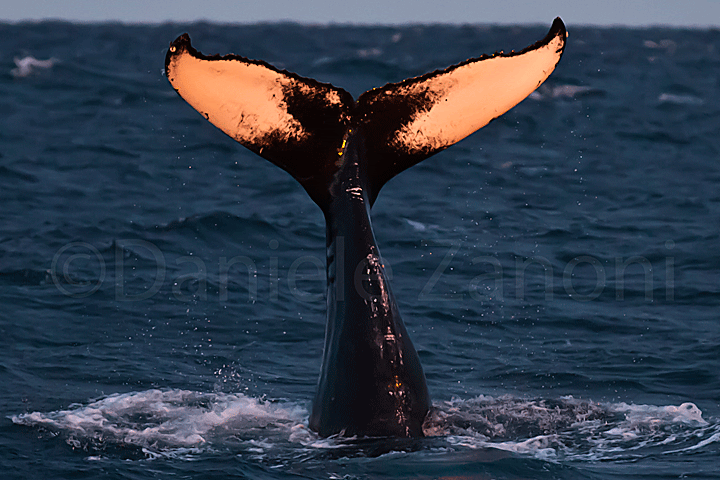 Whale Watching