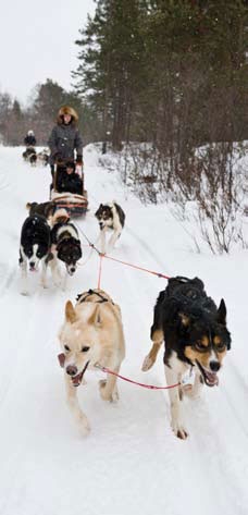 Dogsledding