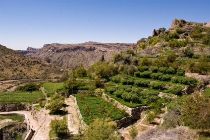 Terraced orchards, Jabal Akhdar