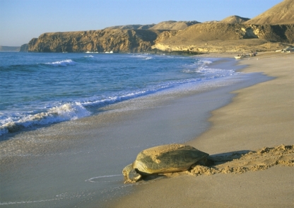 Ras al-Jinz Turtle Resort