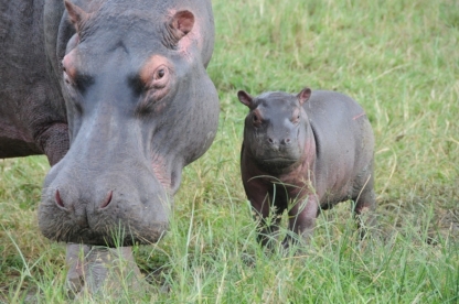 Hippo in Uganda
