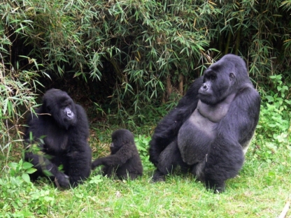 Gorillas, Rwanda