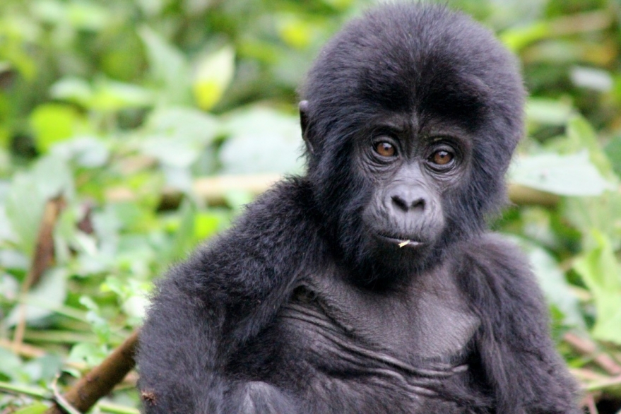 Gorilla and chimpanzee safari