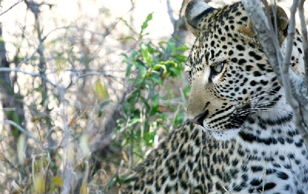 Luxury Cape Town and Safari