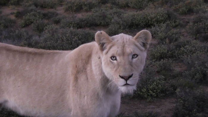 Sanbona Wildlife Reserve